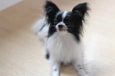 IMG_0719