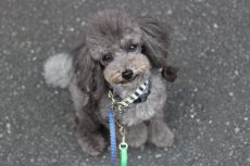 トイプードル　犬の保育園　ばうびー　しつけ　トレーニング　お散歩練習　外でのトレーニング　お座りの教え方