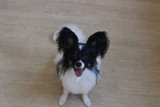 IMG_1065