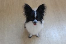 IMG_1075
