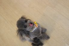 IMG_1497