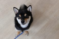 IMG_1734
