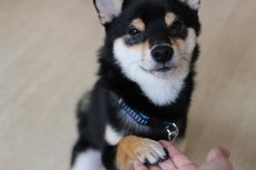 IMG_1743