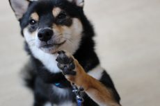 柴犬　トリックの練習　バイバイの教え方　可愛いトリック　