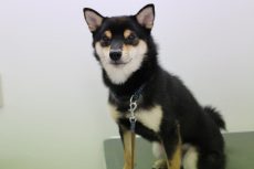 柴犬　トリミング台の上でお座りする練習　爪切りが嫌いな犬　爪切りに慣れる練習