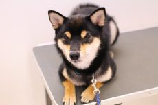 柴犬　トリミング台の上に乗る　高いところが苦手な犬　伏せの練習　やり方