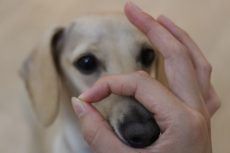 IMG_1780