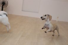 IMG_1947