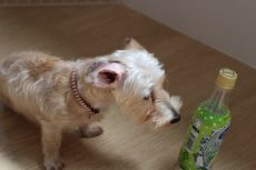 ワイヤーヘアードミニチュアダックスフンド　鼻タッチ