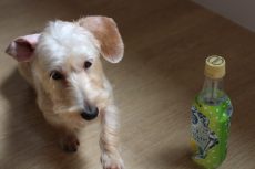 ワイヤーヘアードミニチュアダックスフンド　トリック