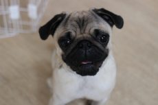 パグ　犬の保育園　ばうびー