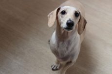 ワイヤーヘアードミニチュアダックスフンド　犬の保育園　ばうびー