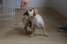 ミニチュアダックスフンド　スピン