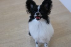 IMG_2595