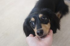 ミニチュアダックスフンド　可愛いトリック　アゴを乗せる練習　犬の保育園　犬のしつけやトレーニング方法