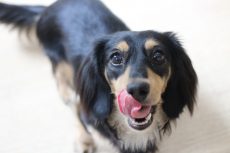 ミニチュアダックスフンド　犬の保育園　しつけ　トレーニング　お座りの練習　楽しくトレーニング　人が好き