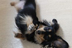 ミニチュアダックスフンド　トリック　可愛い　バーン　倒れる犬　転がる犬　楽しそうにトレーニング