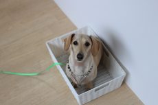 ミニチュアダックスフンド　物慣れ　箱に入る　箱の中でお座り　お座りをして待てが出来た