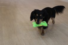 ミニチュアダックスフンド　おもちゃを咥える　おもちゃを持ってくる練習　レトリーブ　引っ張りっこ