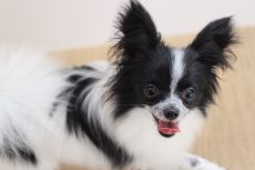 パピヨン　犬の保育園　バウビー　しつけ　トレーニング　楽しそうに走る犬　体験入園