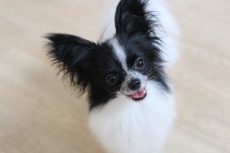 パピヨン　犬の保育園　バウビー　しつけ　トレーニング　小型犬の女の子　初めての幼稚園