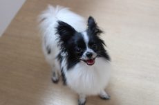 IMG_9246