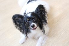 パピヨン　犬の保育園　バウビー　しつけ　トレーニング　三鷹店　体験入園のわんちゃん　伏せ