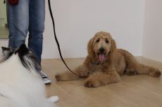 ゴールデンドゥードル　シェルティー　伏せの練習　他の犬と過ごす　吠えない　飛びつかない