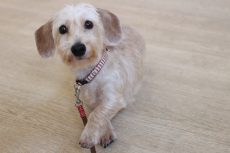 ワイヤーヘアードミニチュアダックスフンド　トリックの練習　クロス　前足を交差させる練習　バイバイ　教え方