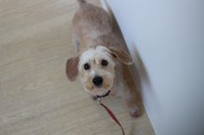 ワイヤーヘアードミニチュアダックスフンド　トリックの練習　後ろに下がるバック　真っ直ぐ後ろに下がる方法　教え方