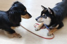 ミニチュアダックスフンド　柴犬　犬の保育園　ばうびー　犬同士のあいさつ　黒い犬　２頭でトレーニング