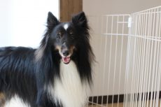 シェルティー　犬の保育園　体験入園　１回３０００円　無料カウンセリング　犬のお悩み相談