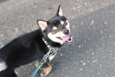 柴犬　犬の保育園　お散歩練習　ヒールウォークの練習　外が好き