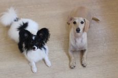 ミニチュアダックスフンド　パピヨン　２頭の犬でトレーニング中　伏せの練習　伏せの教え方　並んでトレーニングをする　