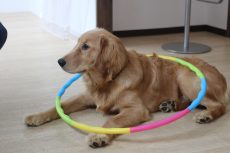 ゴールデンレトリーバー　フラフープで物慣れ　好奇心旺盛な犬　伏せの練習　犬の保育園　
