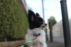 img_0245