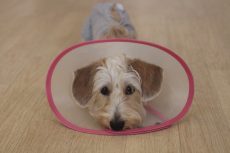 ワイヤーヘアードミニチュアダックスフンド　エリザベスカラーをつけてトレーニングをする犬　可愛いトリックの練習　もっと伏せ　床にアゴをつける可愛い姿
