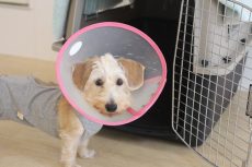 ワイヤーヘアードミニチュアダックスフンド　小型犬　中型犬のクレートに入る　ハウス練習　術後服を着ている　犬のトレーニング　しつけ方