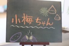 ワイヤーヘアードミニチュアダックスフンド　犬の保育園　バウビー　三鷹店　三鷹駅　吉祥寺　東京の犬のしつけ教室　小型犬と大型犬のトレーニング　犬のしつけ方　