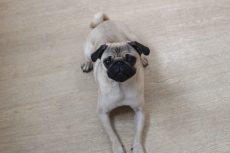 パグ　小型犬　基本トレーニング　伏せの