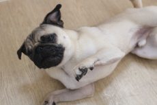 パグ　トリックの練習　バーン　トリックの教え方　お腹を自分から見せる犬