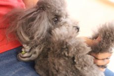 トイプードル　リラックスポジション　足先を触る練習　仰向け抱っこ　抱っこが苦手な犬　緊張して固まる