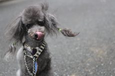 トイプードル　犬の保育園　お散歩練習　外の環境でオスワリをする　音慣れの練習　社会化とは