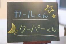 犬の保育園　ばうびー　しつけ　トレーニング　犬のしつけ教室　三鷹駅　吉祥寺　駅近　東京都　小型犬　大型犬