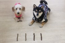 どちらが待てるかな？