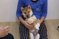 柴犬　リラックスポジションの練習