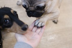 img_1232