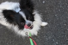 パピヨン　お散歩練習