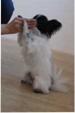 パピヨン　トリック　真剣白羽取り