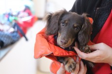 犬の保育園　犬のしつけ　犬のトレーニング　吉祥寺　ミニチュアダックスフンド　犬の着替え